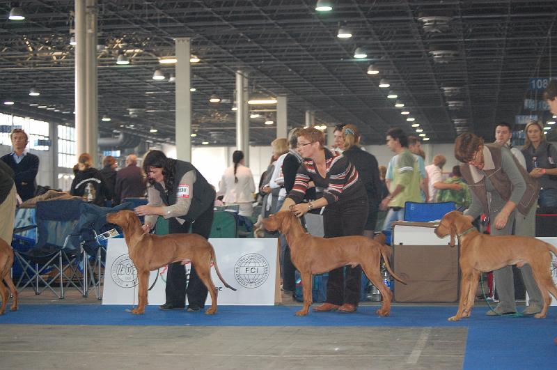 Magor Saman - Sharmarkasch Lance - Vadaszfai Avar.JPG - Psi třída pracovní - Magor Saman, Sharmarkasch Lance, Vadaszfai Avar